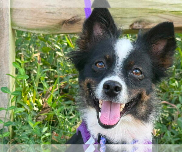 Medium Photo #1 Mutt Puppy For Sale in Germantown, OH, USA