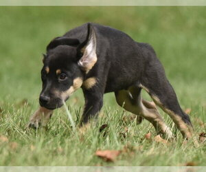 Tuba - Male Australian Shepherd-Unknown Mix Dog for Adoption - Photo #3