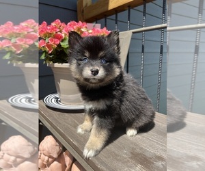 Pomsky Puppy for Sale in MILESVILLE, South Dakota USA