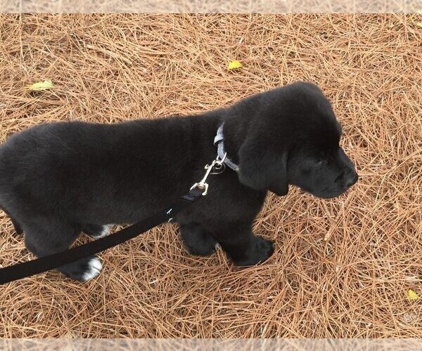 Medium Photo #17 Labrador Retriever-Unknown Mix Puppy For Sale in Rockaway, NJ, USA