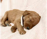 Small Photo #2 Double Doodle Puppy For Sale in SUGAR LAND, TX, USA