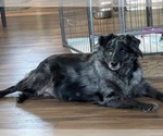 Small Photo #1 Australian Shepherd Puppy For Sale in RANGER, TX, USA