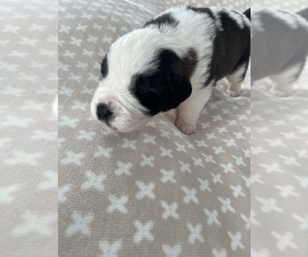 Medium Photo #12 Saint Bernard Puppy For Sale in MODESTO, CA, USA