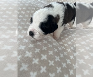 Medium Saint Bernard