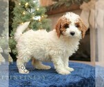 Small #2 Goldendoodle (Miniature)