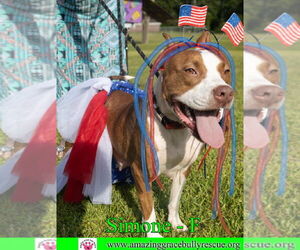 Simone - Female American Staffordshire Terrier-Unknown Mix Dog for Adoption - Photo #19