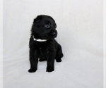 Small Photo #5 German Shepherd Dog Puppy For Sale in AUSTIN, TX, USA