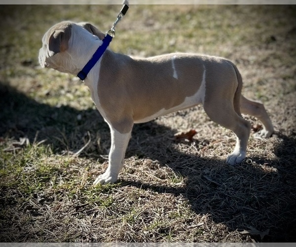 Medium Photo #3 American Bully Puppy For Sale in SALEM, IL, USA