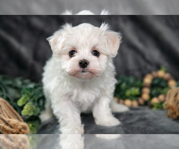 Medium Photo #3 Maltese Puppy For Sale in HOLMESVILLE, OH, USA