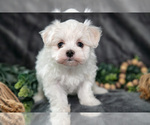 Small #2 Maltese