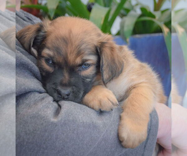 Medium Photo #4 Boxador Puppy For Sale in Huntley, IL, USA