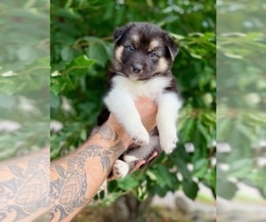 German Shepherd Dog-Siberian Husky Mix Puppy for sale in FEDERAL WAY, WA, USA