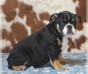 English Bulldog Puppy for sale in MARSHFIELD, MO, USA