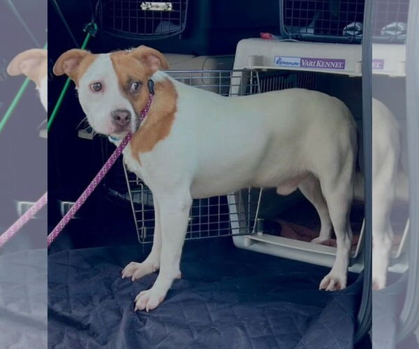 Medium Photo #1 Red Heeler-Unknown Mix Puppy For Sale in New Orleans, LA, USA