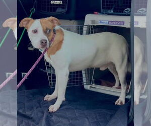 Red Heeler-Unknown Mix Dogs for adoption in New Orleans, LA, USA