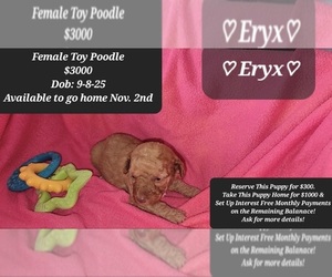 Poodle (Toy) Puppy for sale in TUCSON, AZ, USA
