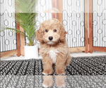 Small Photo #2 Poodle (Toy) Puppy For Sale in NAPLES, FL, USA