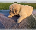 Small Photo #21 Golden Retriever Puppy For Sale in WOOSTER, OH, USA