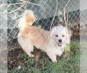Mutt Dogs for adoption in Ventura, CA, USA