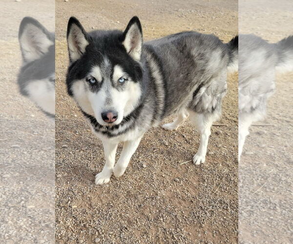 Medium Photo #9 Siberian Husky Puppy For Sale in Cedar Crest, NM, USA