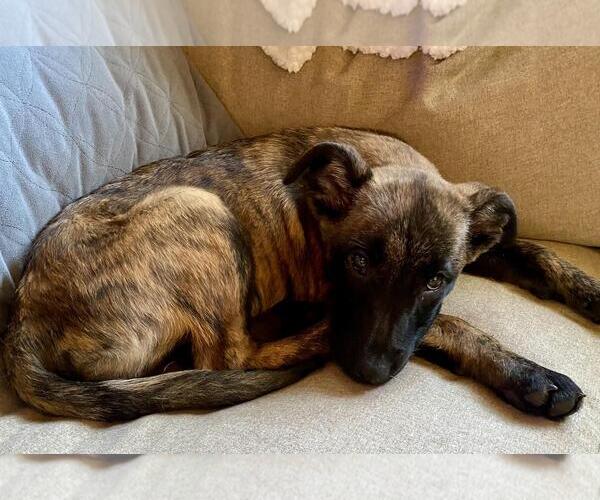 Medium Photo #4 German Shepherd Dog-Unknown Mix Puppy For Sale in Incline Village, NV, USA