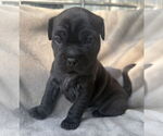 Small #2 Mutt