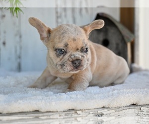 French Bulldog Puppy for sale in MILLERSBURG, OH, USA