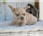 Image preview for Ad Listing. Nickname: Rocky