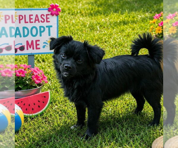 Medium Photo #2 Tibetan Spaniel Puppy For Sale in Yardley, PA, USA
