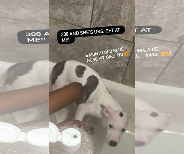 Medium Photo #2 American Pit Bull Terrier-American Staffordshire Terrier Mix Puppy For Sale in Rockaway, NJ, USA