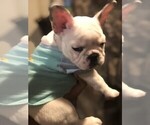 Small Photo #8 French Bulldog Puppy For Sale in READING, PA, USA