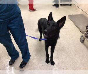 German Shepherd Dog Dogs for adoption in Riverside, CA, USA