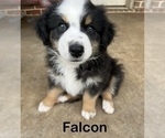 Puppy Falcon Australian Shepherd