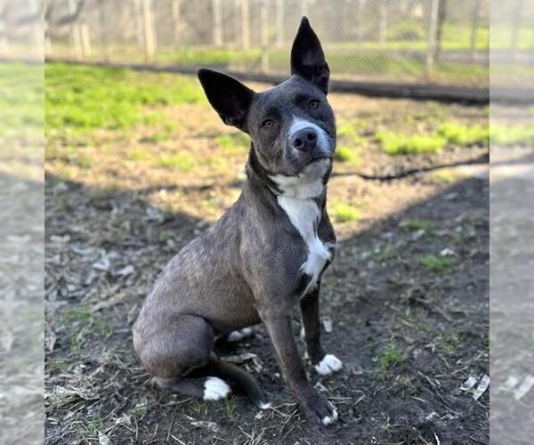 Medium Photo #2 Mutt Puppy For Sale in Modesto, CA, USA