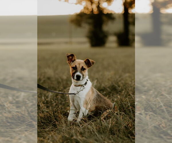 Medium Photo #14 Mutt Puppy For Sale in Germantown, OH, USA