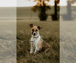 Small #13 Mutt