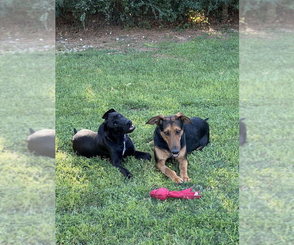 Medium Photo #9 Doberman Pinscher-Unknown Mix Puppy For Sale in Oak Bluffs, MA, USA