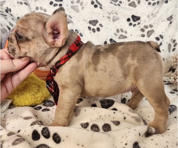 Medium Photo #4 French Bulldog Puppy For Sale in LONGS, SC, USA