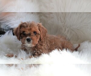 Cavapoo Puppy for sale in FREDERICKSBURG, OH, USA