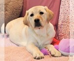 Small Photo #4 Labrador Retriever Puppy For Sale in SYRACUSE, IN, USA