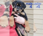 Puppy Puppy 4 Australian Shepherd-Rottweiler Mix