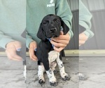 Litter of 5 - Male German Shorthaired PointerLitter of Puppies for Sale - Photo #5