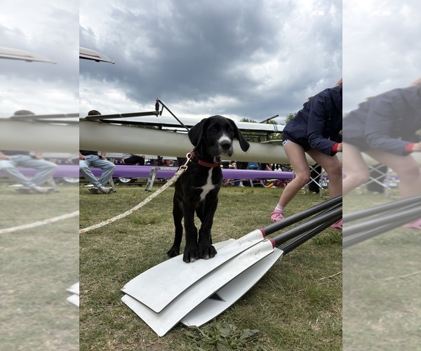 Medium Photo #1 Great Dane-Sheepadoodle Mix Puppy For Sale in EGG HARBOR CITY, NJ, USA
