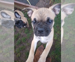 Buggs-Frenchie Pug Mix Puppy for sale in GRESHAM, OR, USA