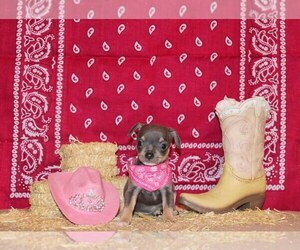 Medium Chihuahua