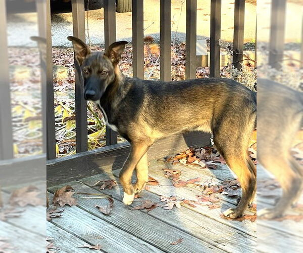 Medium Photo #6 Mutt Puppy For Sale in Wakefield, RI, USA