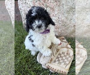 Havapoo Puppy for sale in MIDDLEBURY, IN, USA