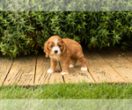 Small #21 Cocker Spaniel