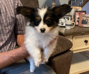Papillon Puppy for sale in SILVER LAKE, KS, USA