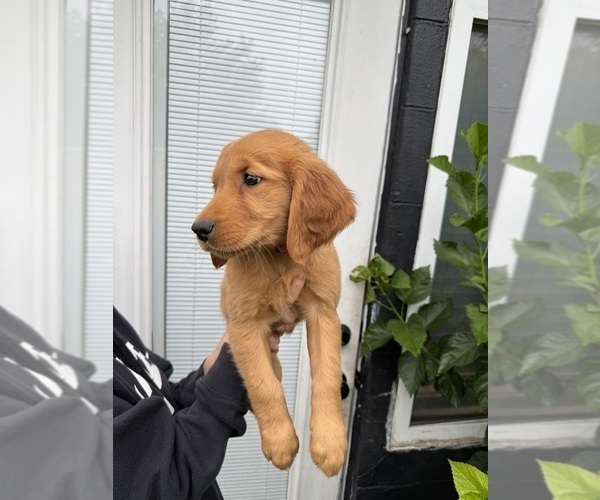 Medium Photo #1 Golden Retriever Puppy For Sale in CHAMPIONS GATE, FL, USA